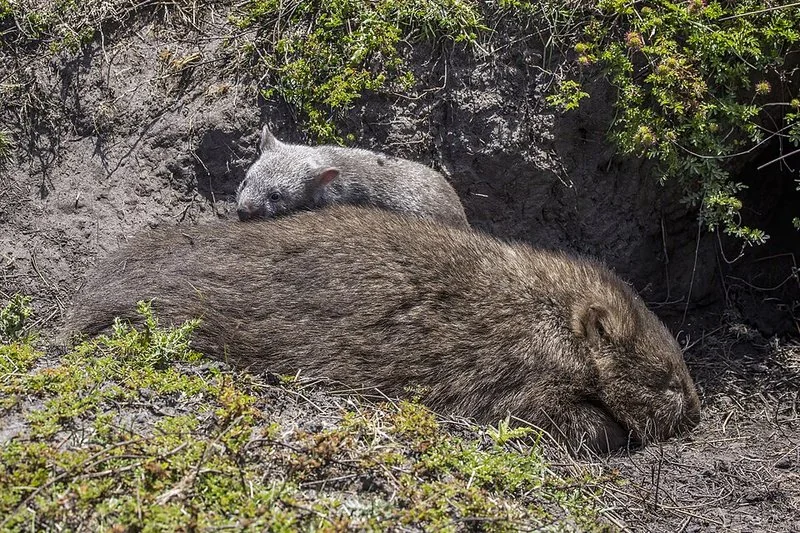 que animal hace caca cuadrada, Hembra de wombat común con su cría junto a la entrada de la madriguera en Maria Island