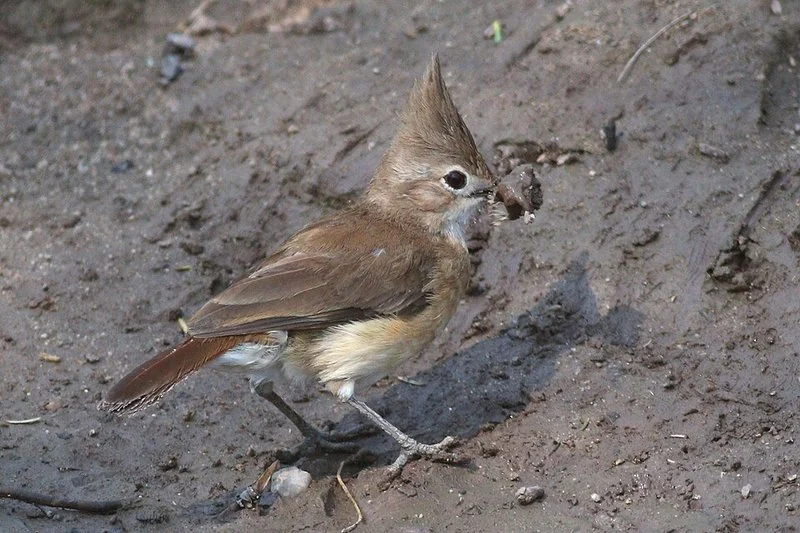 que animal hace nido de barro, Hornerito copetón recogiendo una bolita de barro en el pico para construir su nido