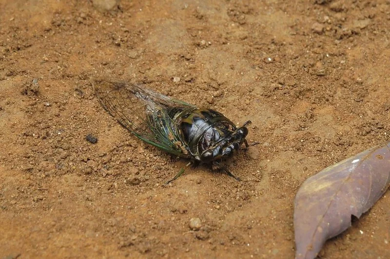 que animal hace ruido cuando hace calor, Ninfa de cigarra emergiendo del suelo para volverse adulta