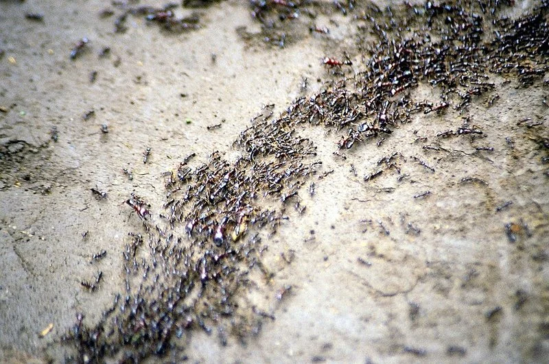 Columna de hormigas marchando en masa sobre el suelo, el animal terrestre más abundante
