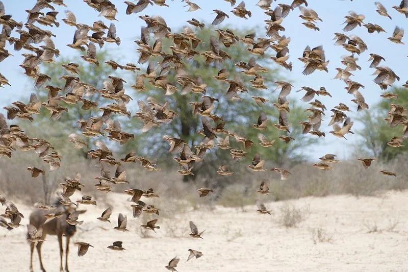 que animal hay mas en el mundo, Enorme bandada de queleas de pico rojo volando sobre terreno arenoso en África