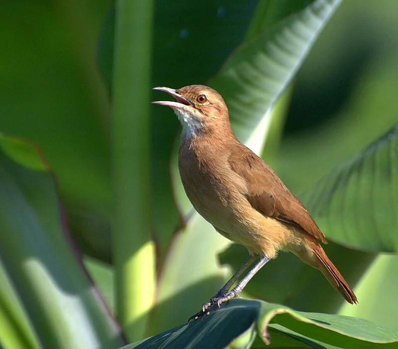 El hornero, el animal que identifica a la Argentina