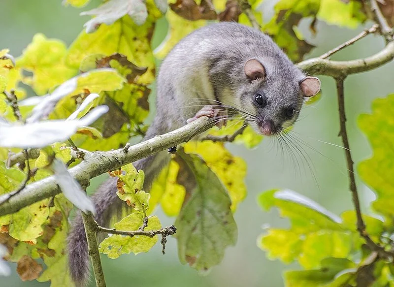 Lirón careto (Glis glis), el mamífero récord en hibernación, entre hojas