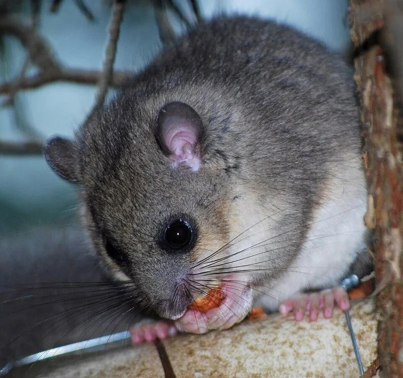 que animal inverna mas, Lirón comestible de grandes ojos comiendo una avellana junto al tronco
