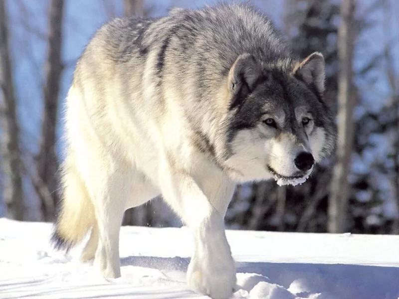 Lobo gris caminando por la nieve, pariente salvaje del perro que jadea para enfriarse