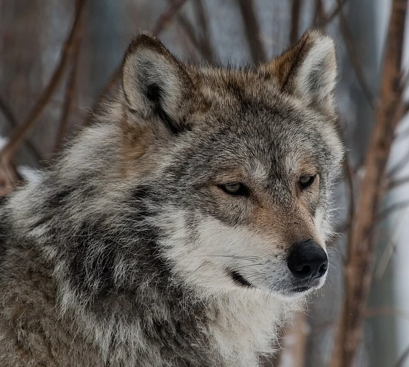 que animal jadea como los perros, Primer plano de un lobo mexicano, cánido que regula su temperatura jadeando