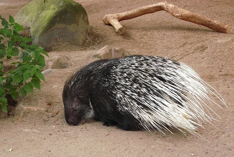 que animal lanza puas, Puercoespín crestado africano de púas blancas y cuerpo oscuro, olfateando el suelo de arena