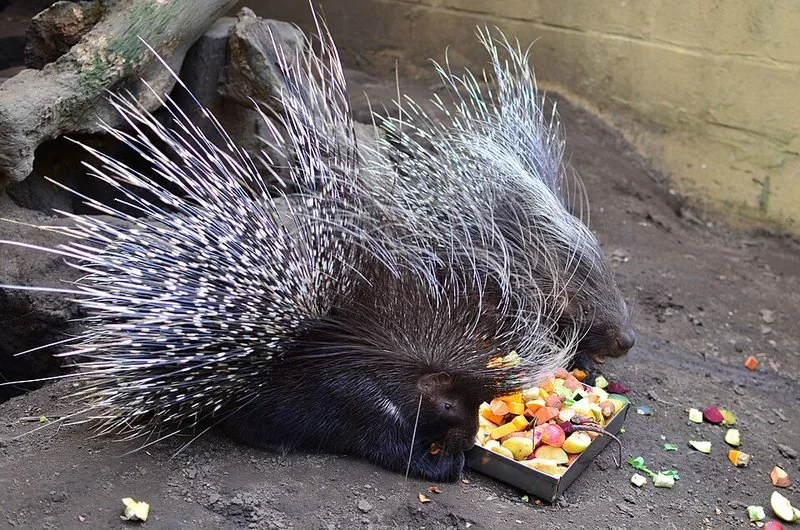 que animal lanza sus espinas, Dos puercoespines crestados con las púas erizadas alimentándose de frutas