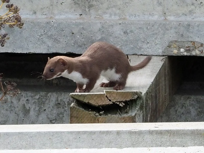 que animal le arranca la cabeza a las gallinas, Comadreja (Mustela nivalis), mustélido que ataca el cuello y decapita a las gallinas en el gallinero