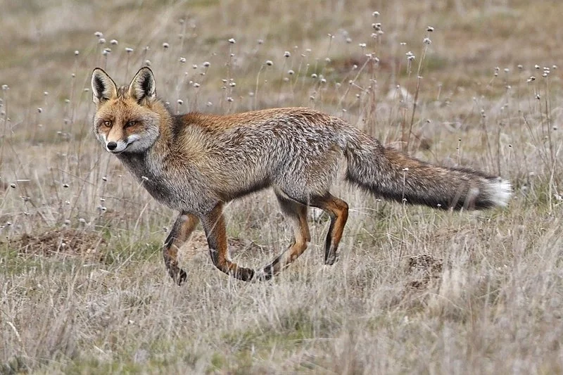 que animal le arranca la cabeza a las gallinas, Zorro rojo (Vulpes vulpes), depredador nocturno que degolla y muerde la cabeza de las gallinas