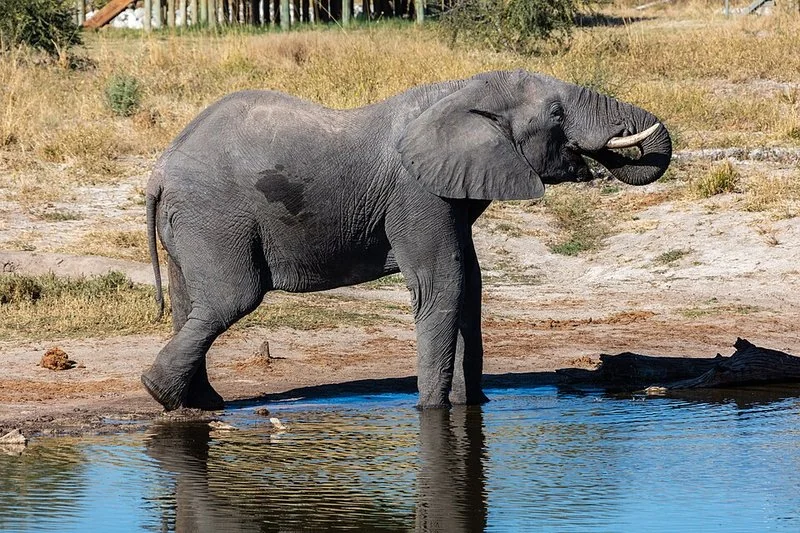 Elefante africano de sabana bebiendo en un charco, Elephant Sands, Botsuana
