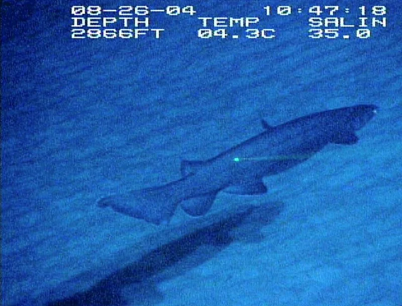 que animal le dura mas el embarazo, Tiburón anguila grabado por NOAA a 2866 pies de profundidad, 4,3 °C