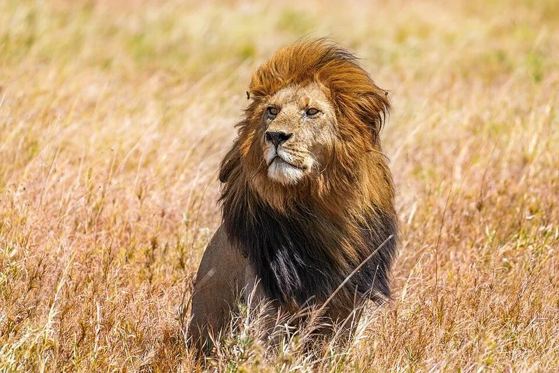 León macho en hierba seca del Serengeti, depredador que en manada abate elefantes