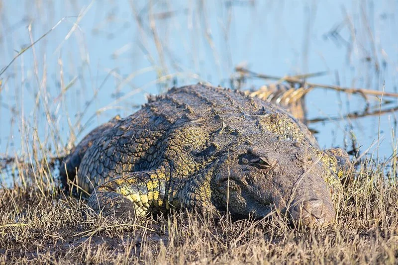que animal le puede ganar a un elefante, Cocodrilo del Nilo junto al agua en Chobe, emboscador de elefantes en los ríos