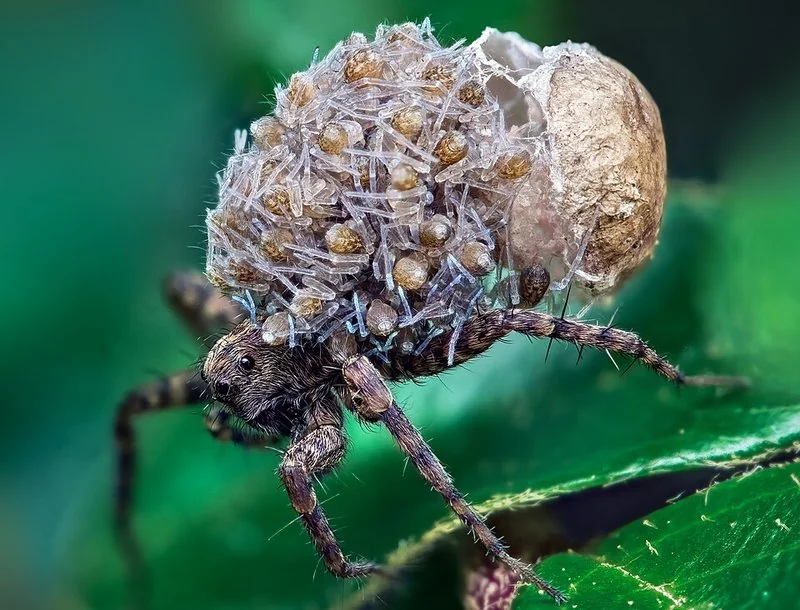 Araña lobo cargando un racimo de crías recién eclosionadas sobre su abdomen y espalda