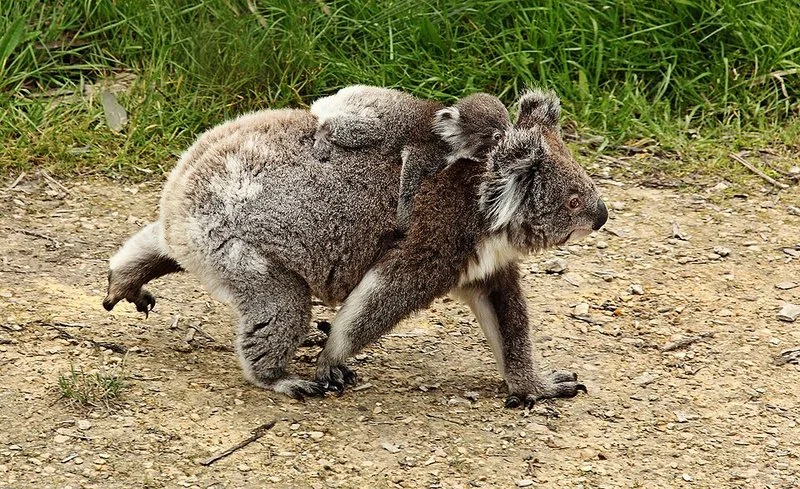que animal lleva a sus crias en la espalda hasta madurar, Cría de koala aferrada al lomo de su madre mientras camina por el suelo