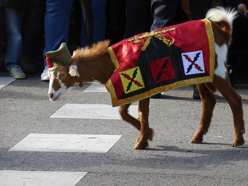 que animal lleva la legion, Cabra de la Legión con manto y chapiri, desfile 12 de octubre Madrid