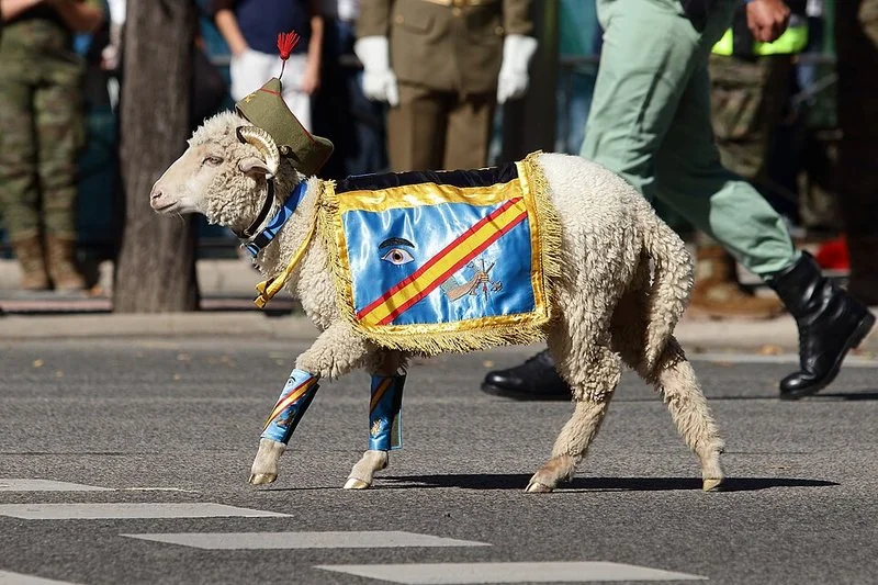 que animal lleva la legion, Carnero de la Legión con manto y chapiri, desfile terrestre 12 octubre 2022