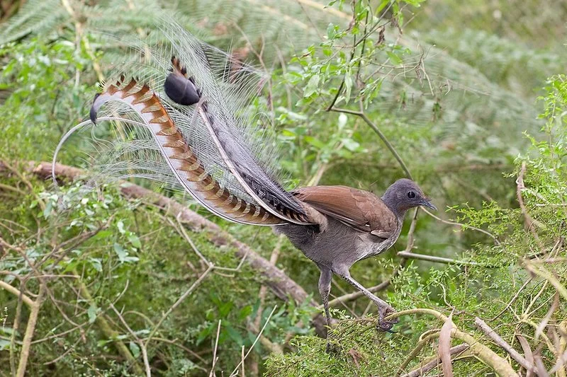 Ave lira soberbia macho con la cola en abanico entre la vegetación del bosque australiano