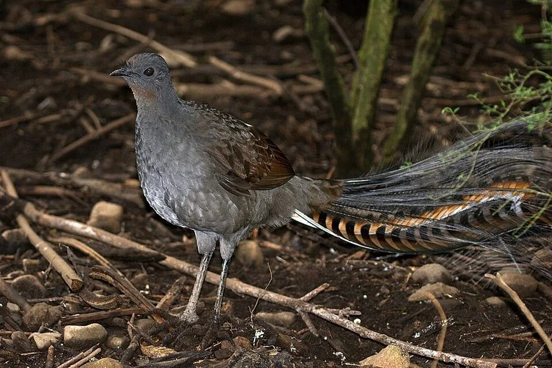 que animal llora como bebe, Ave lira real caminando por el suelo del bosque con su larga cola rufa y gris