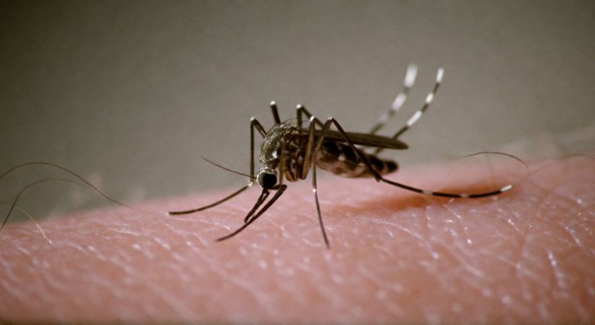 que animal mata mas personas al año, Mosquito succionando sangre de una persona, principal vector de enfermedades mortales