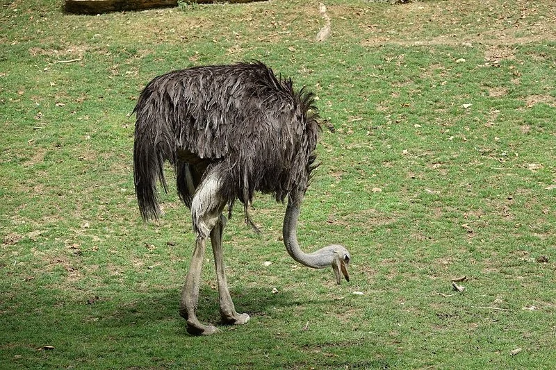 que animal mete la cabeza en la tierra, Avestruz africano bajando el cuello y el pico hacia el suelo para alimentarse