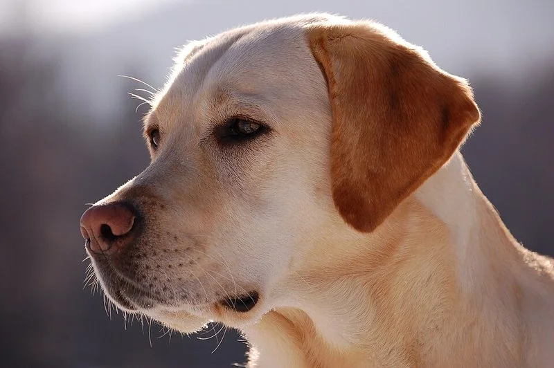 Retrato de un labrador, la raza de perro más expuesta a la intoxicación por chocolate