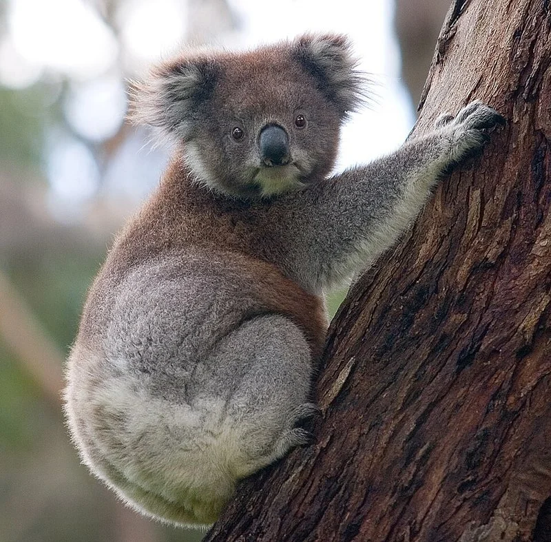 Koala trepando por el tronco de un eucalipto, su única fuente de agua