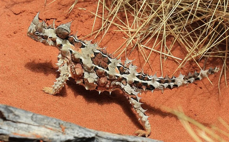 qué animal no bebe agua, Diablo espinoso (Moloch horridus) sobre la arena roja del desierto australiano
