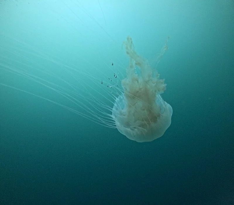 que animal no duerme, Medusa a la deriva con tentáculos, sin cerebro que no duerme