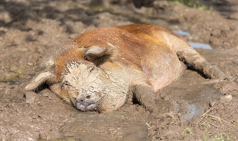 que animal no puede mirar al cielo, Cerdo de granja tumbado en el barro, posición en la que sí puede ver el cielo