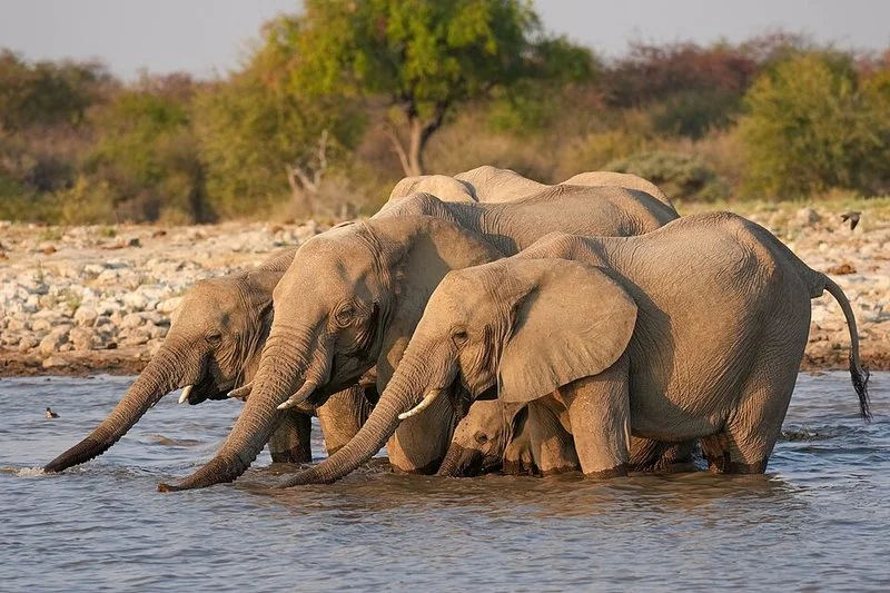 que animal no puede saltar, Manada de elefantes africanos con cría bebiendo agua, parque Etosha