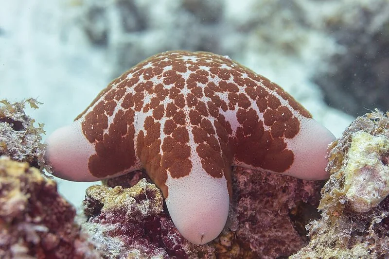 Estrella de mar granulada (Choriaster granulatus) sobre rocas en el fondo marino