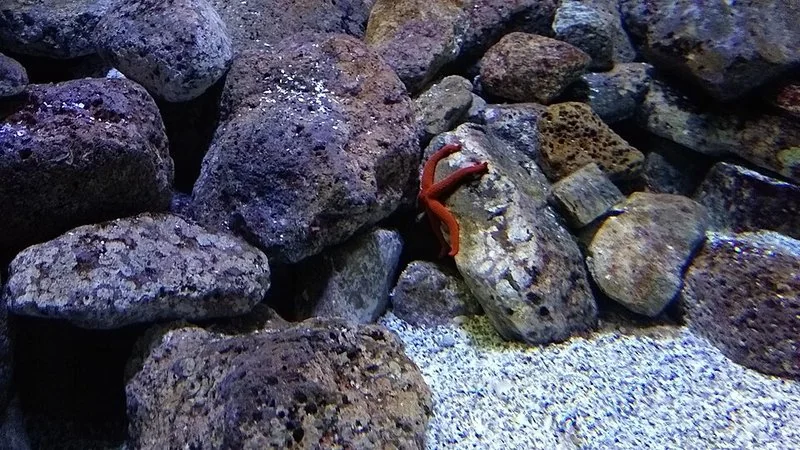 que animal no tiene cerebro, Estrella de mar en el Acuario de Sevilla