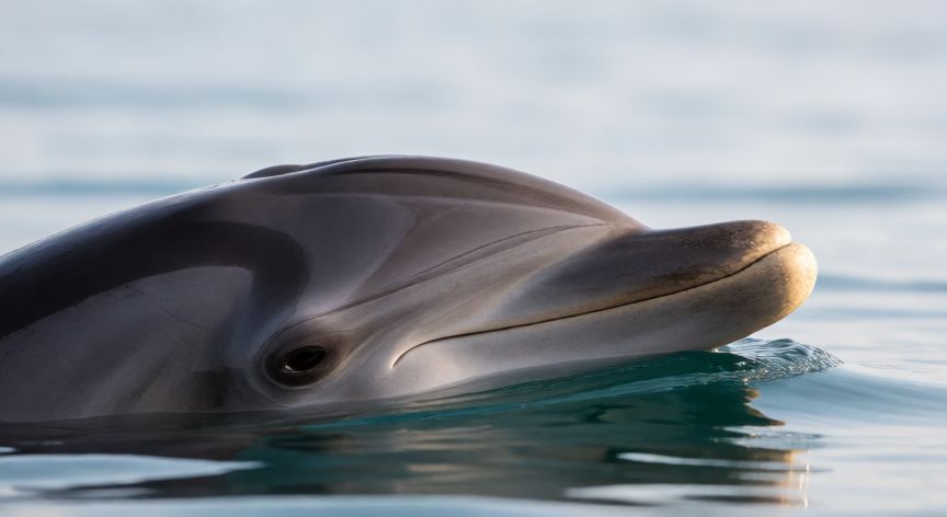 que animal nunca duerme, Primer plano del ojo de un delfín entreabierto vigilante sobre la superficie del agua