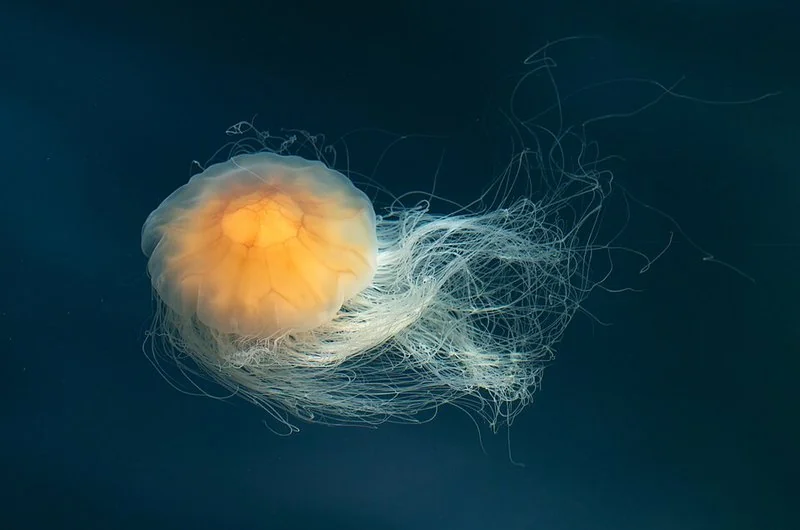 que animal nunca duerme, Medusa melena de león en aguas profundas, animal sin cerebro que nunca duerme