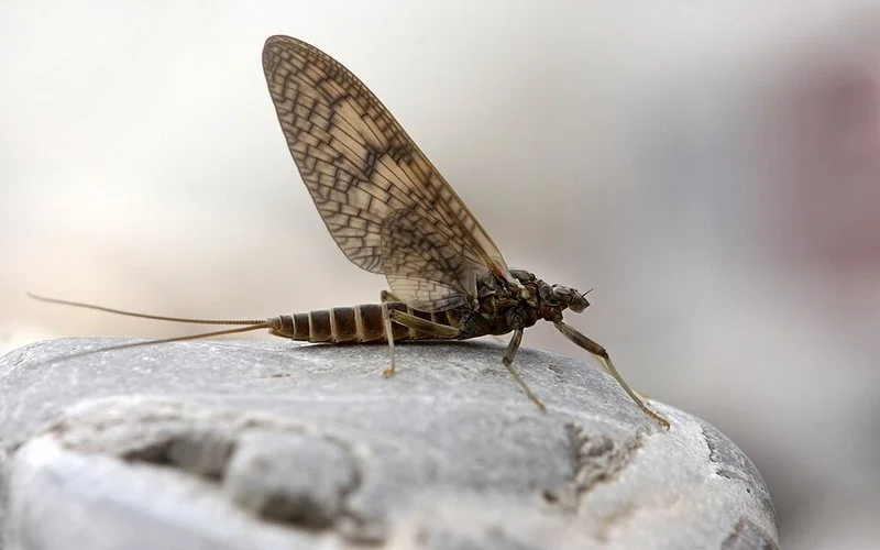 que animal o insecto vive 24 horas, Efímera Rhithrogena germanica posada sobre una piedra, con alas venadas y cercos largos
