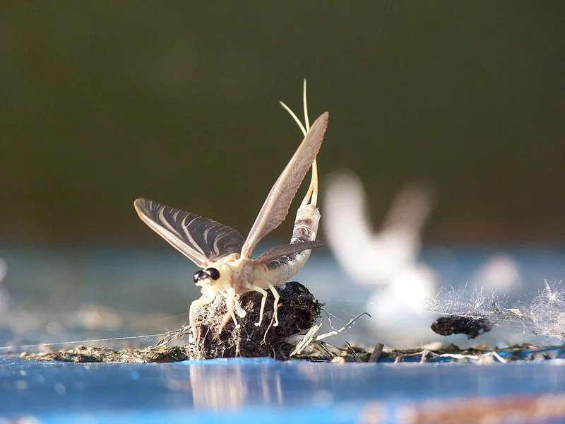 Efímera gigante Palingenia longicauda emergiendo sobre el río Tisza, con alas verticales y largos filamentos caudales