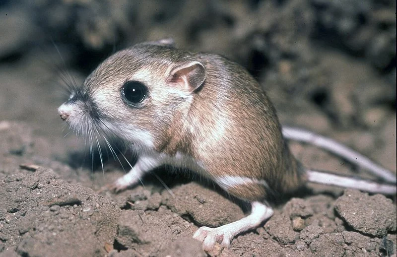 que animal obtiene agua de los alimentos, Primer plano de una rata canguro sobre el suelo seco de su hábitat desértico
