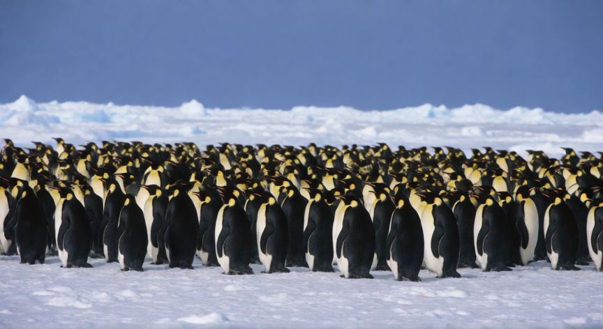 que animal organiza fiestas en la antartida, Colonia de pingüinos emperador reunidos en la Antártida