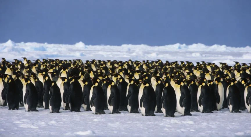 Colonias de pingüinos emperador danzando sobre la banquisa antártica al atardecer