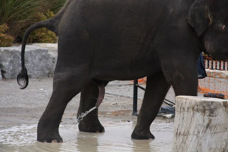 que animal orina mucho, Elefante visto de perfil expulsando un chorro de orina sobre el suelo encharcado