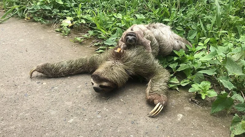 que animal pasa su primer año de vida en un arbol, Cría de perezoso aferrada al lomo de su madre mientras cruzan un camino del bosque