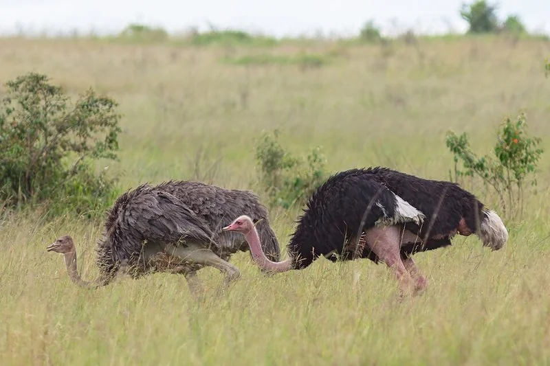 que animal pone los huevos mas grandes, Pareja de avestruces en la reserva natural del Masái Mara, Kenia
