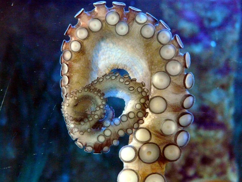 que animal predice el mundial, Pulpo Paul junto a un balón de fútbol alemán en su tanque del acuario