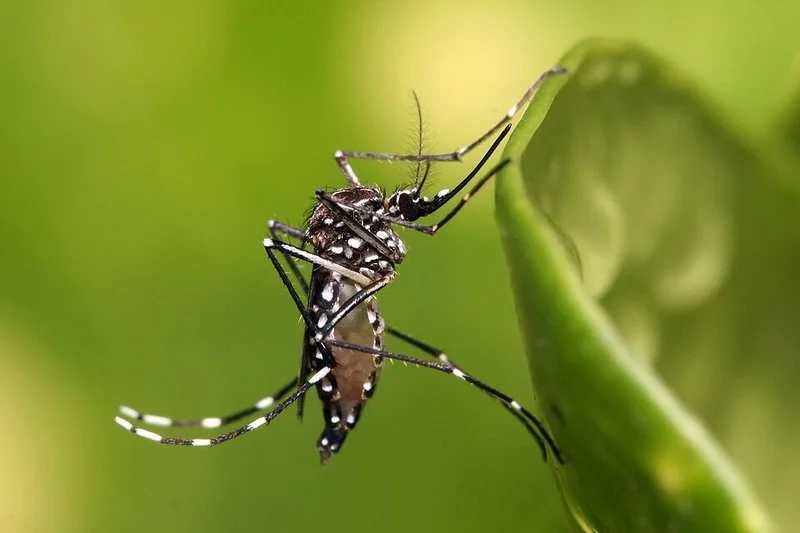 que animal provoca mas muertes al año, Aedes aegypti, mosquito vector del dengue y la fiebre amarilla, posado sobre una hoja