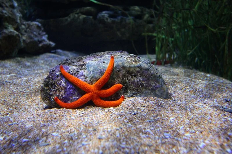que animal que no tiene corazón, Estrella de mar roja apoyada sobre una roca en el fondo arenoso del acuario