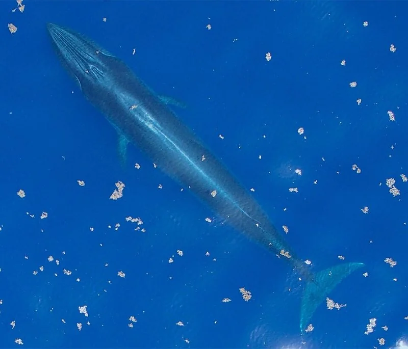 Ballena de Rice (barbada) nadando cerca de la superficie del océano azul.