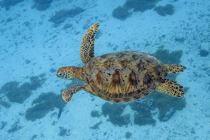 qué animal que no tiene dientes, Tortuga verde nadando en aguas cristalinas sobre el fondo marino.