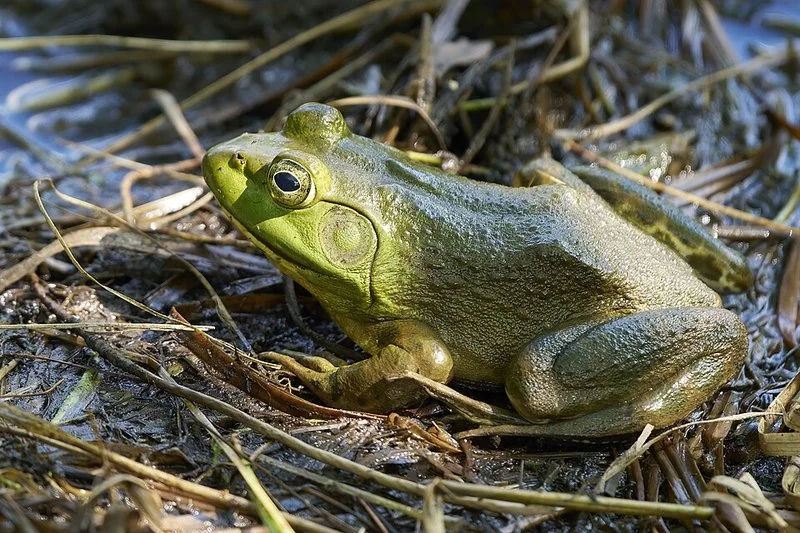que animal que nunca duerme, Rana toro americana, el anfibio citado como animal que nunca llega a dormir